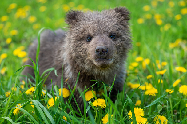 Bruine beer cub spelen op de zomer veld - Foto, afbeelding