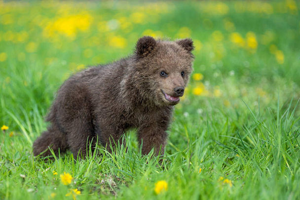 Brown Bear cub játszik a nyári területen - Fotó, kép