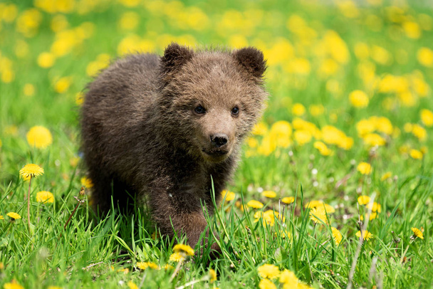Brown bear cub playing on the summer field - Photo, Image