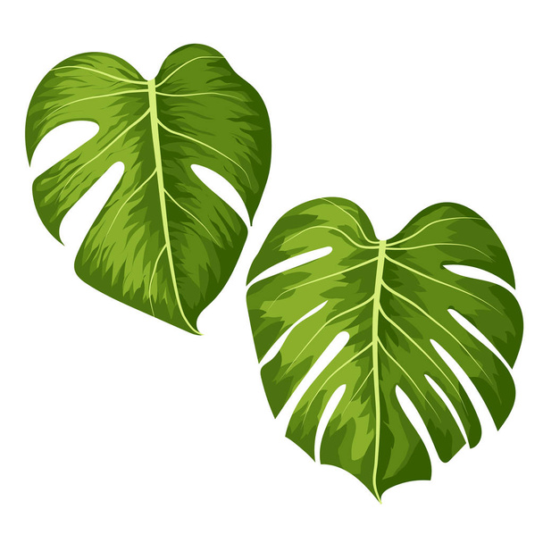 Вектор большие зеленые листья тропического растения Monstera изолированы на белом фоне
 - Вектор,изображение