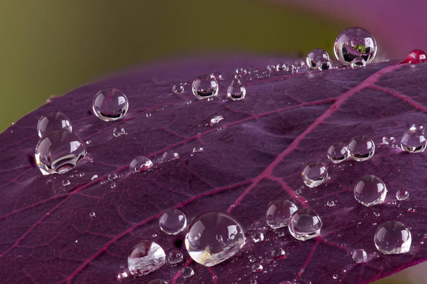 macro folha de cotinus com gotas de água beeding macro
 - Foto, Imagem
