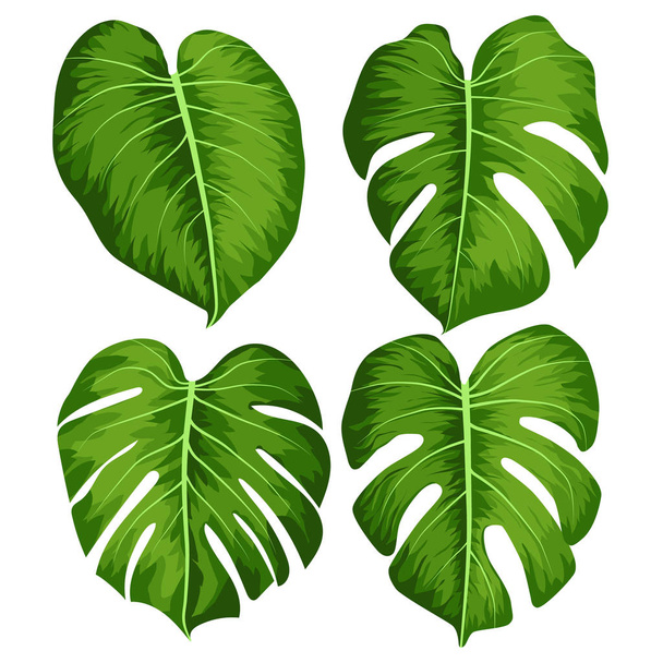 Вектор большие зеленые листья тропического растения Monstera изолированы на белом фоне
 - Вектор,изображение