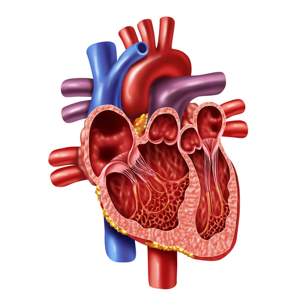 Human Heart Inner Anatomy - Fotografie, Obrázek