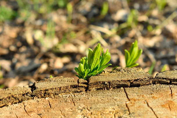 Um broto verde jovem cresceu em um velho cânhamo coto marrom. Primavera
. - Foto, Imagem