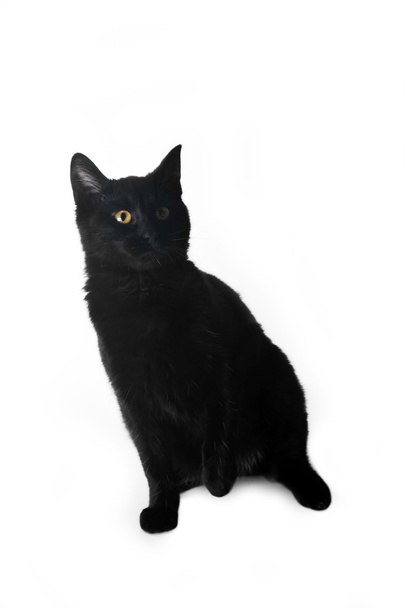 μαύρη γάτα - Φωτογραφία, εικόνα