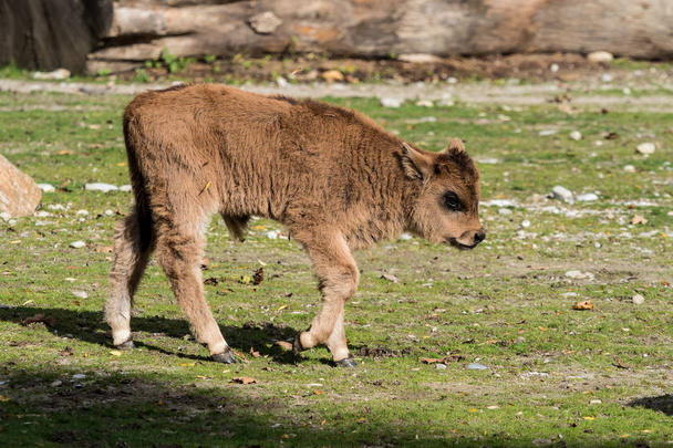 一体牛、ボスのゾウおうし座または動物園でオーロックス - 写真・画像