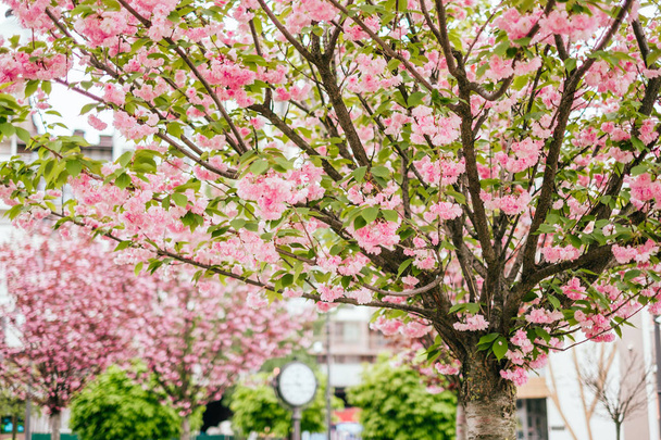 Pink cherry sakura bloesem achtergrond - Foto, afbeelding