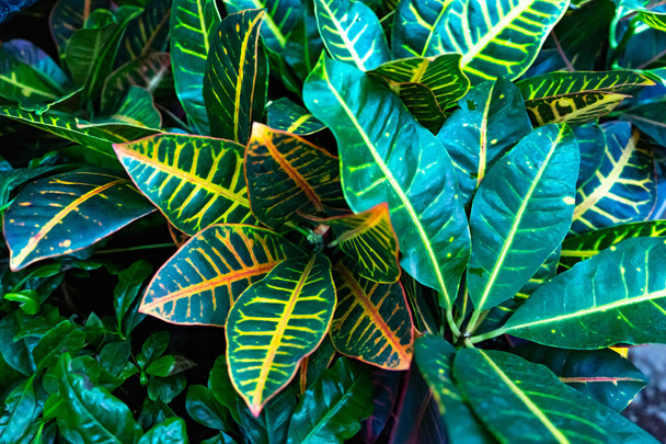 Big green leafs. Background - green tropical leaves. - Photo, image
