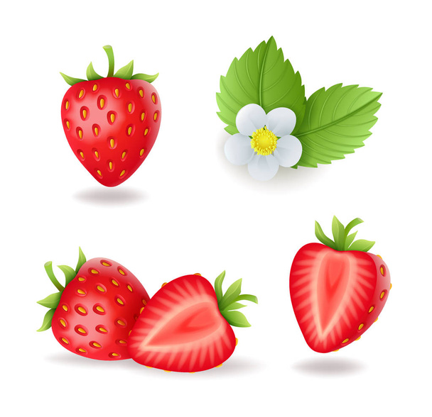 Ρεαλιστική γλυκιά φράουλα σετ με φύλλα και λουλούδια, φρέσκα κόκκινα μούρα, απομονωμένα σε λευκό φόντο φορέα απεικόνιση. - Διάνυσμα, εικόνα