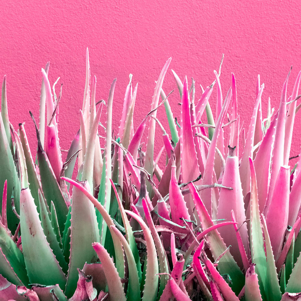 Aloe. Plants on pink concept - Фото, зображення