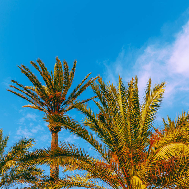 Canary island. Vacation concept. Palm view - Zdjęcie, obraz