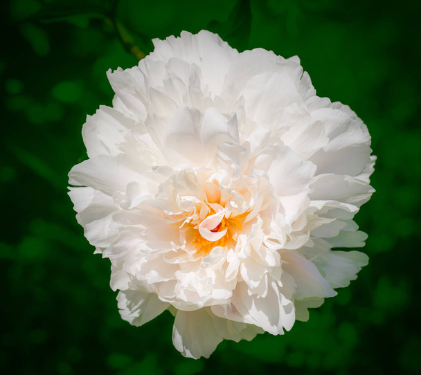 izolovaný jednosvětský květ s bílým peposem na přírodním zeleném pozadí - Fotografie, Obrázek