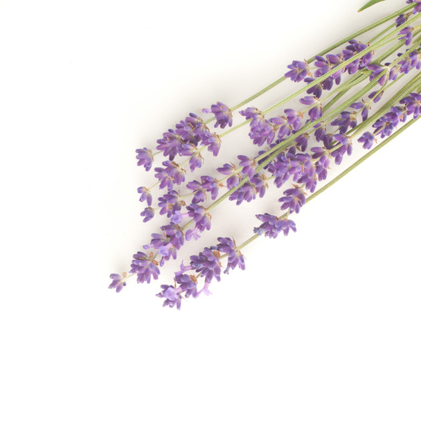 Lavender flowers - Foto, imagen