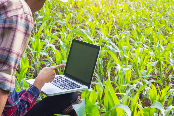 Agrónomo examinando planta en campo de maíz, Pareja agricultor y rese
 - Foto, imagen