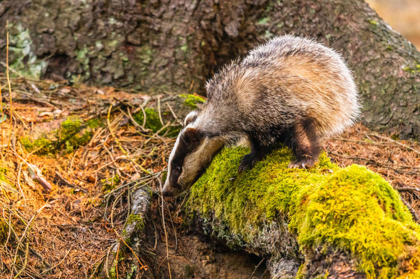 Badger in forest, animal in nature habitat, Germany, Europe. Wild Badger, Meles meles, animal in the wood. Mammal in environment, rainy day. - Фото, изображение