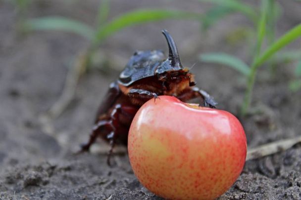 vahşi doğada böcek gergedan - Fotoğraf, Görsel