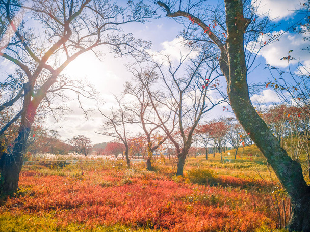 Ξηρό καστανό γρασίδι φύλλα στο δάσος με φύλλα που αλλάζουν χρώμα μπλε ουρανός, λευκά σύννεφα, το φως της ημέρας στο Γιαμαγκάτα, Ιαπωνία - Φωτογραφία, εικόνα
