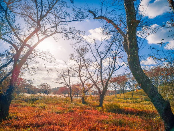 Foglie secche di erba marrone nella foresta con foglie che cambiano colore Cielo blu, nuvole bianche, luce del giorno a Yamagata, Giappone
 - Foto, immagini