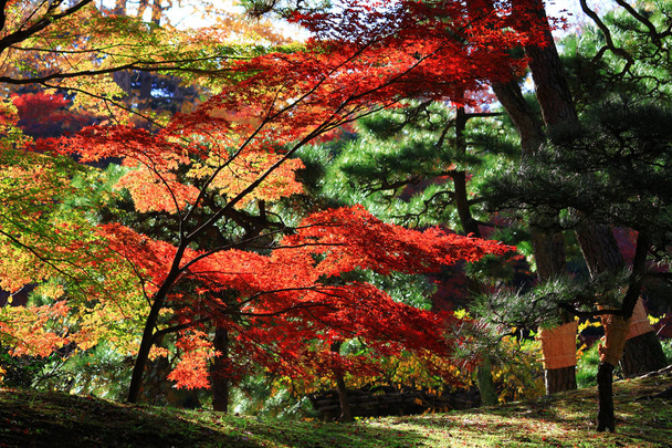 Landschap van de Japanse tuin van de herfst bladeren - Foto, afbeelding