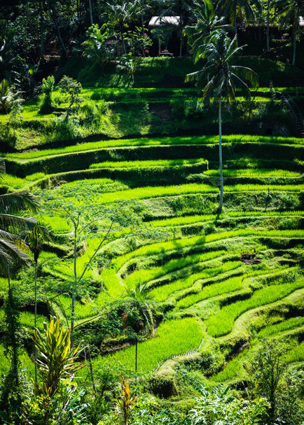 Tegalalang рисові тераси в Балі, Індонезія - Фото, зображення