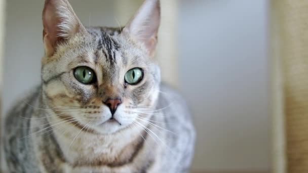 Ritratto ravvicinato di un bellissimo gatto del Bengala di razza grigia dagli occhi verdi. Video al rallentatore
. - Filmati, video