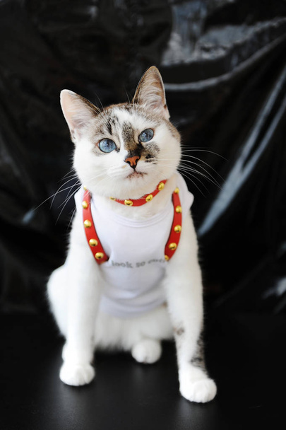 Chat blanc aux yeux bleus vêtu d'un t-shirt et d'un harnais en cuir rouge. Tenue élégante avec accessoires. Fond noir
 - Photo, image