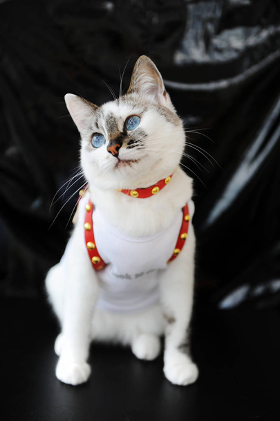 Carino gatto dagli occhi azzurri bianco vestito con t-shirt e un'imbracatura in pelle rossa. Abito elegante con accessori. Fondo nero
 - Foto, immagini