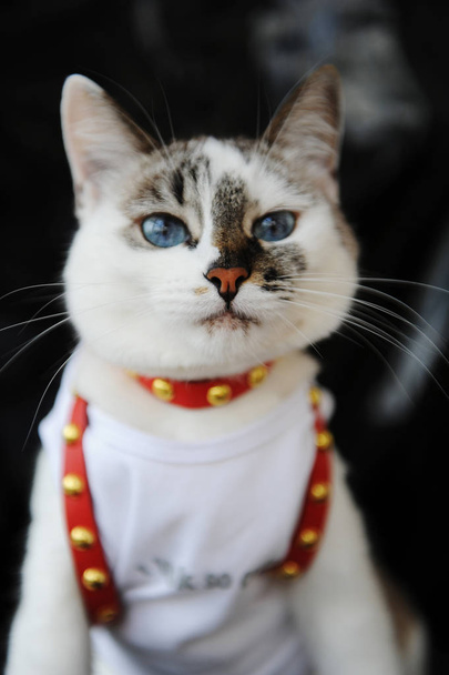 Gato lindo blanco de ojos azules vestido con camiseta y arnés de cuero rojo. Elegante atuendo con accesorios. Fondo negro
 - Foto, imagen