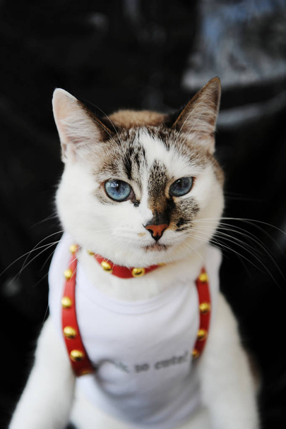 Chat blanc aux yeux bleus vêtu d'un t-shirt et d'un harnais en cuir rouge. Tenue élégante avec accessoires. Fond noir
 - Photo, image