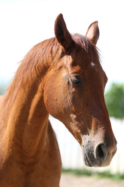 Портрет красивой молодой чистокровной лошади в жаркий летний день
 - Фото, изображение