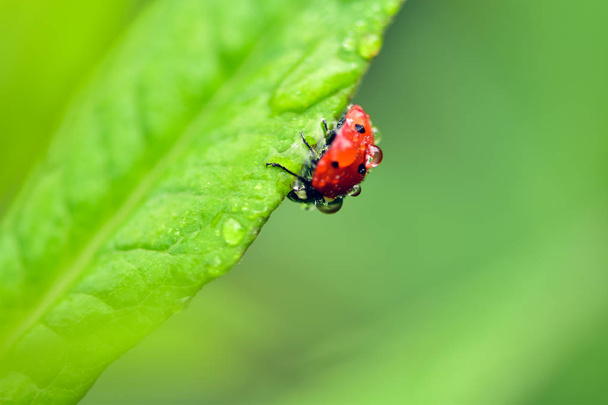 Macrophotography of large and red with black dots ladybug sitting on a plant afrer rain in the garden. - Photo, Image