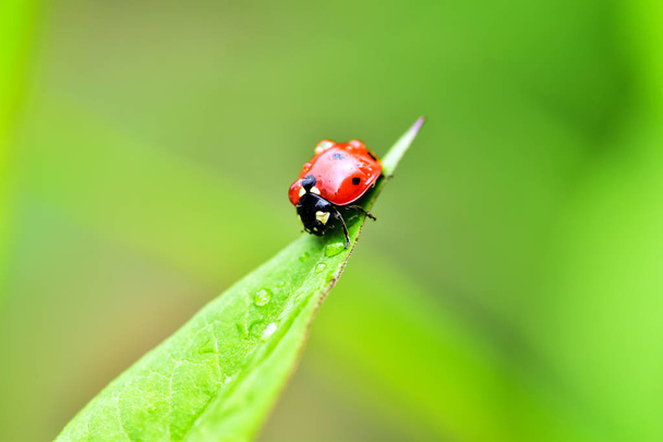 Macrofotografie van groot en rood met zwarte stippen lieveheersbeestje zittend op een plant maken regen in de tuin. - Foto, afbeelding