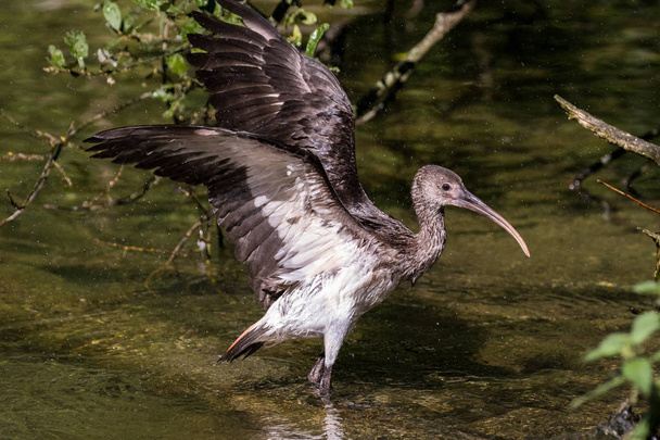 Kiiltävä ibis, Plegadis falcinellus saksalaisessa eläintarhassa
 - Valokuva, kuva