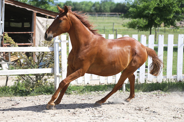 Bella giovane castagno cavallo di colore galoppo nel recinto
  - Foto, immagini