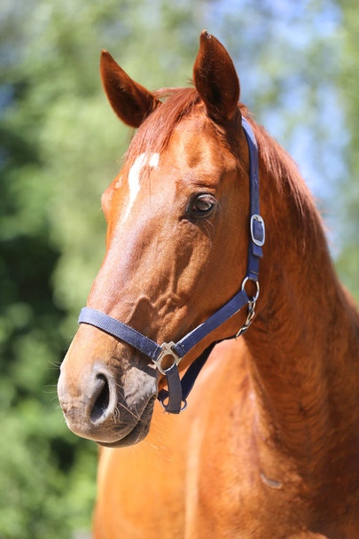 Голова красивой молодой спортивной лошади в загоне летом
  - Фото, изображение