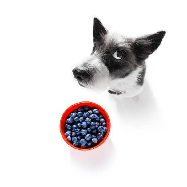 cão faminto com frutas saudáveis vegan
  - Foto, Imagem