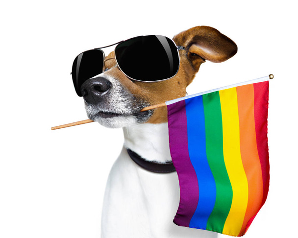 гей-собака
 - Фото, изображение