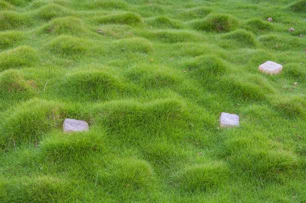 Pelouse avec petite herbe verte avec des tubercules et des pierres dessus
 - Photo, image