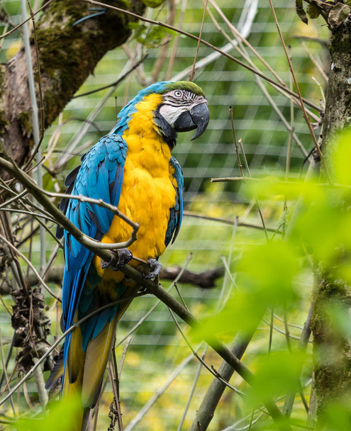 El guacamayo azul y amarillo, Ara ararauna es un gran loro sudamericano.
 - Foto, imagen