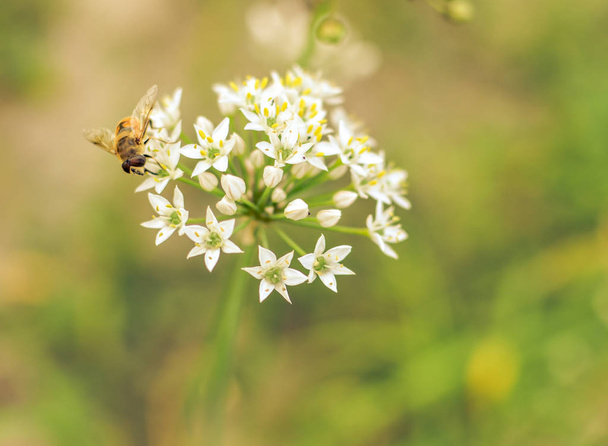 Small wild bee on flowering wild garlic allium ursinum - Foto, Imagen