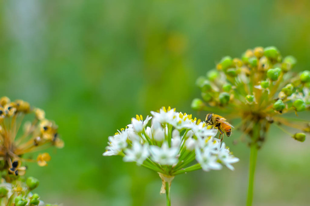 Small wild bee on flowering wild garlic allium ursinum - Photo, image