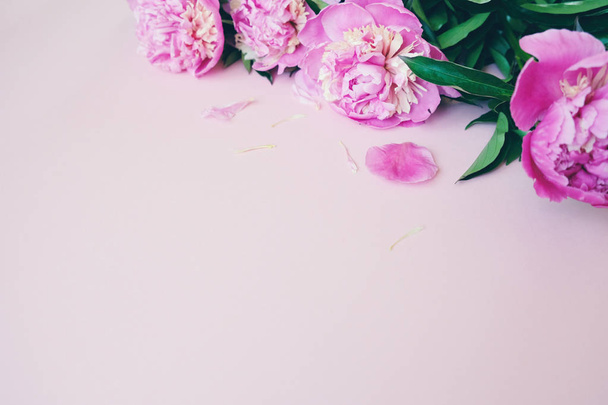 beautiful pink peony on pink backround. Floral composition - Photo, image
