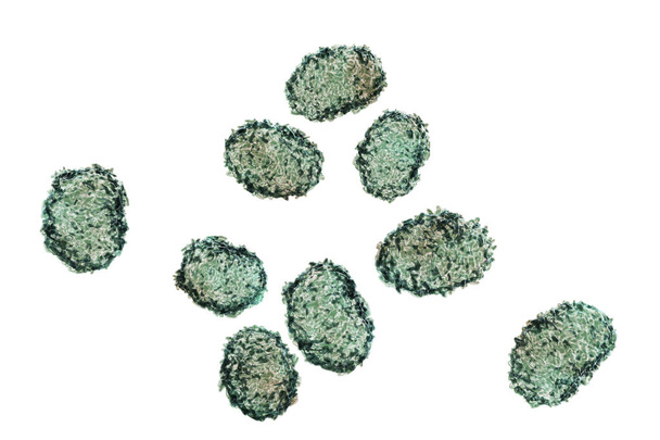 Esporas del molde de Stachybotrys chartarum
 - Foto, imagen