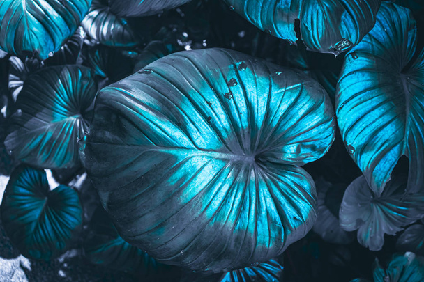 Close up tropical nature blue leaf caladium texture background. - 写真・画像
