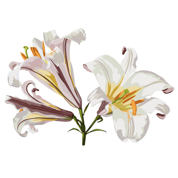 Realistic lily flower blossom opened and closed with leaves and steam set. Isolated illustration on a white background. Floral design set. - Vector, Image