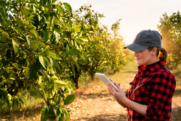 A woman farmer examines the garden of fruits and sends data to the cloud from the tablet. Smart farming and digital agriculture. - Foto, afbeelding