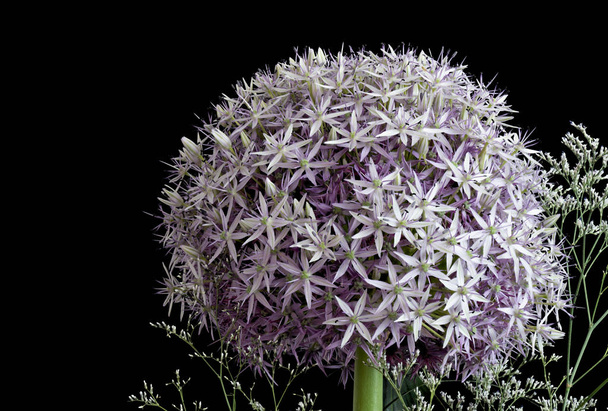 Bouquet aus Allium giganteum, Meeres-Lavendel auf schwarzem Hintergrund - Foto, Bild