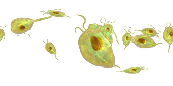 Trichomonas vaginalis protozoan, 360 derece küresel panorama - Fotoğraf, Görsel