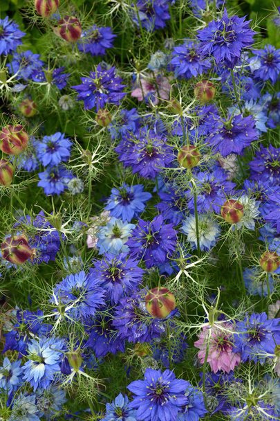 blauwe korenbloemen - Foto, afbeelding