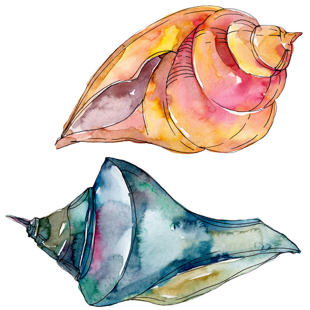 Summer beach seashell tropical underwater elements. Watercolor background illustration set. Watercolour drawing fashion aquarelle isolated. Isolated shell illustration element. - Valokuva, kuva